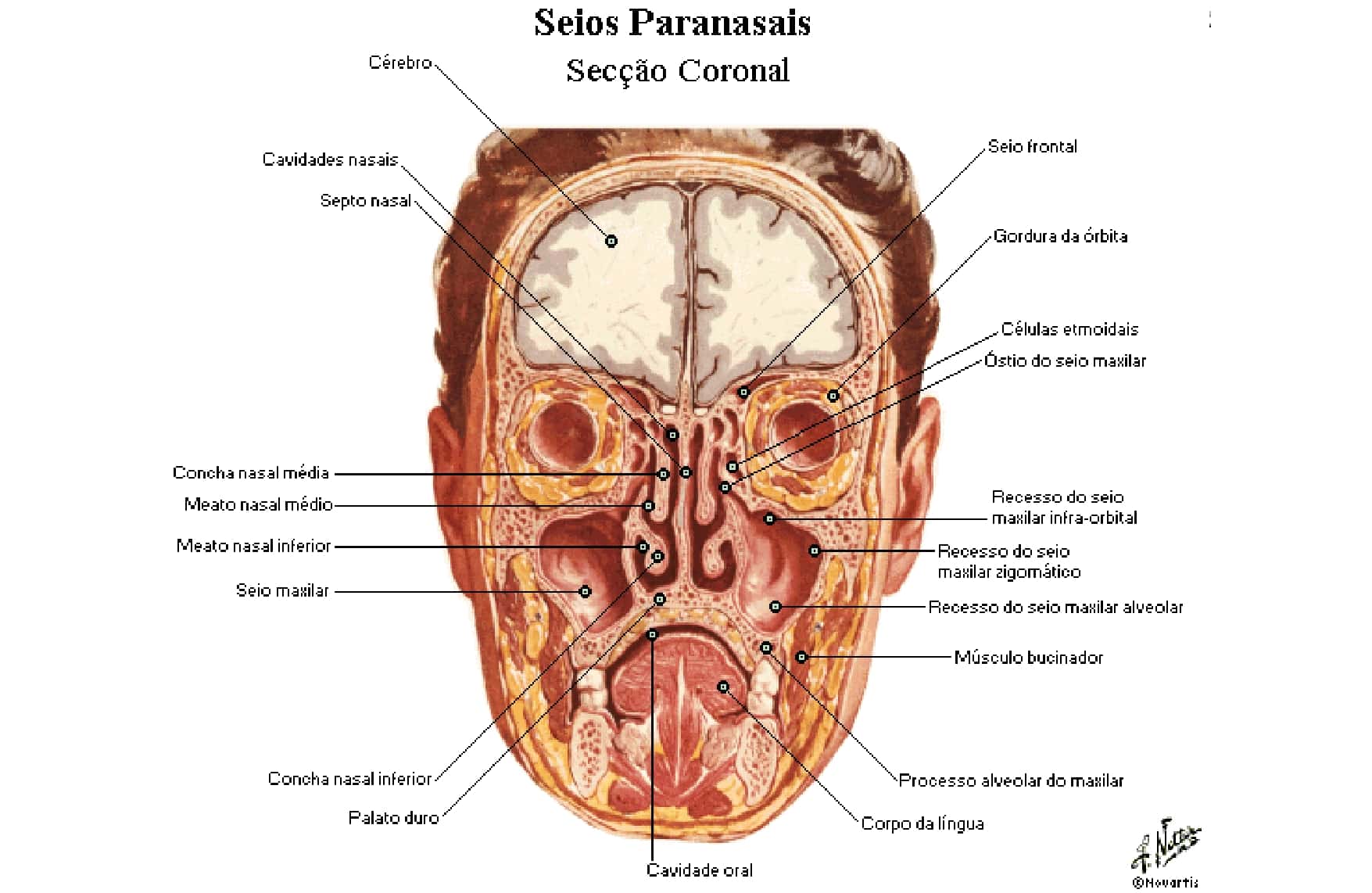 anatomia das conchas nasais