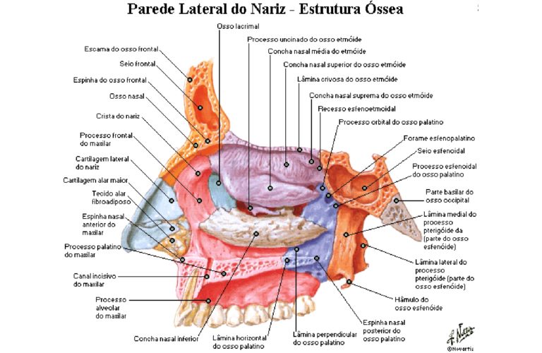 Sistema respiratório Anatomia papel e caneta