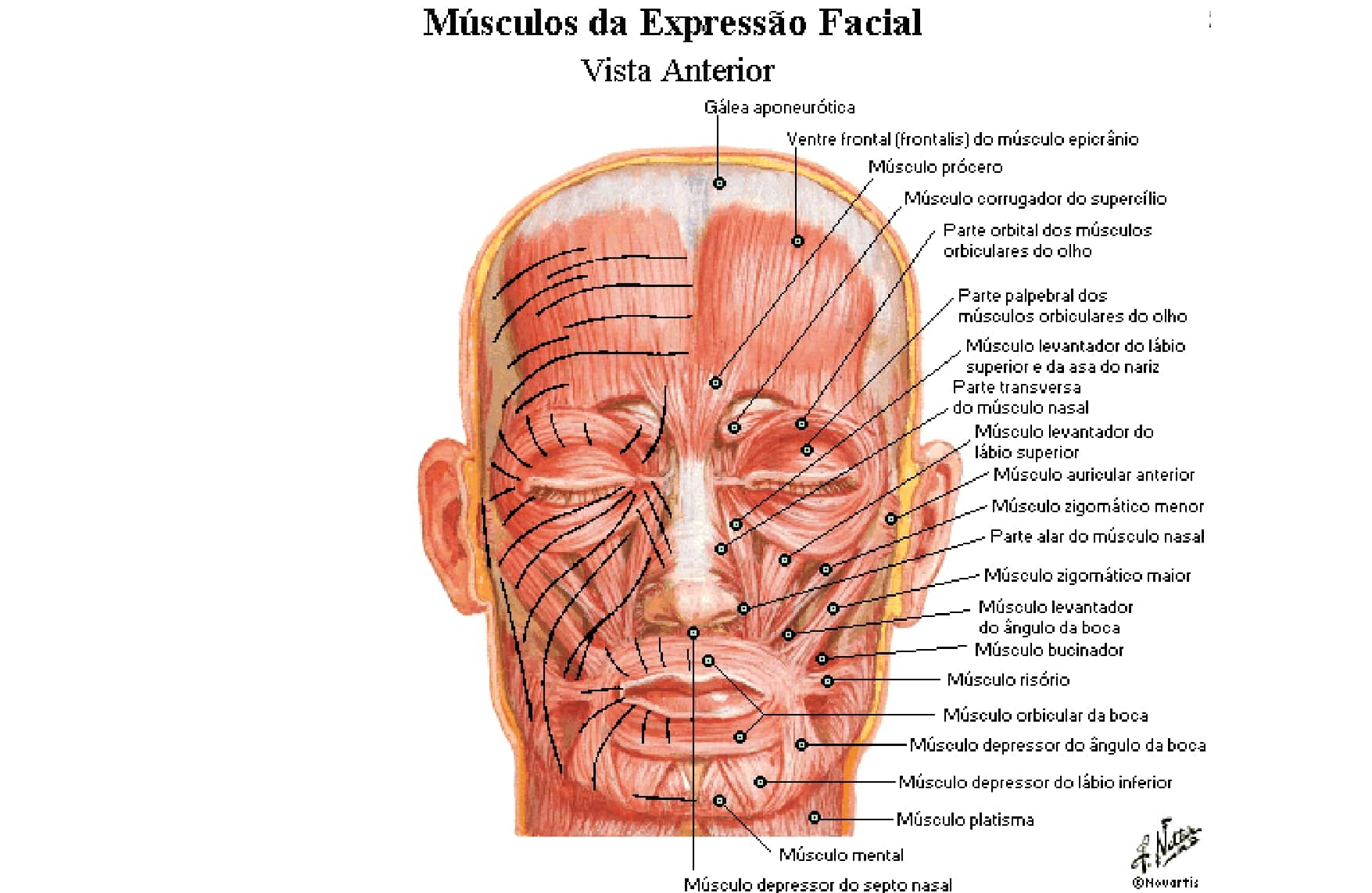 Músculos Da Face Anatomia Papel E Caneta 3928