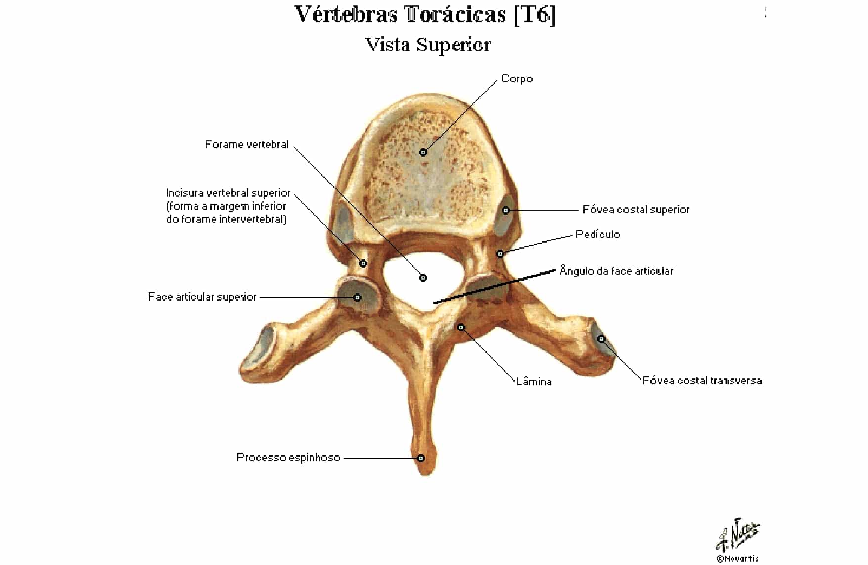 Vértebras Torácicas Anatomia Papel E Caneta 4390