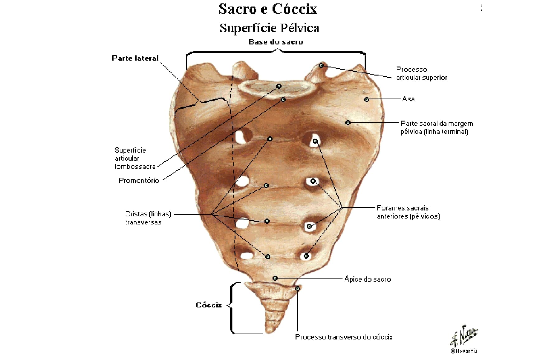 Верхушка крестца. Крестец анатомия человека. Facies pelvica анатомия. Крестец анатомия латынь. Строение крестца на латыни.