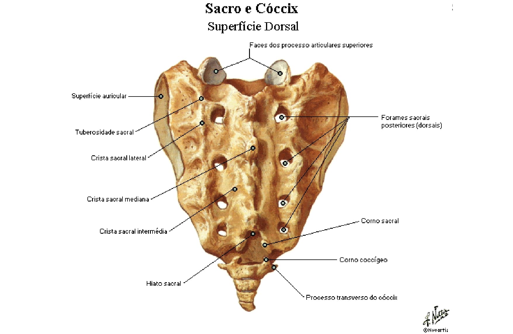 Anatomia Del Sacro 4581