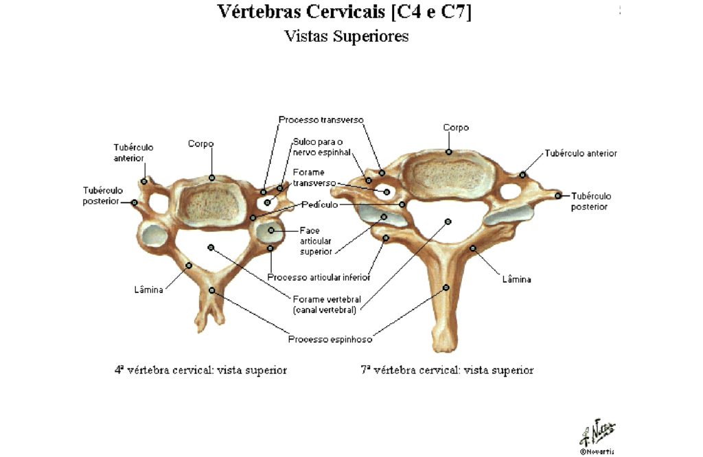 Vértebras cervicais – Anatomia papel e caneta
