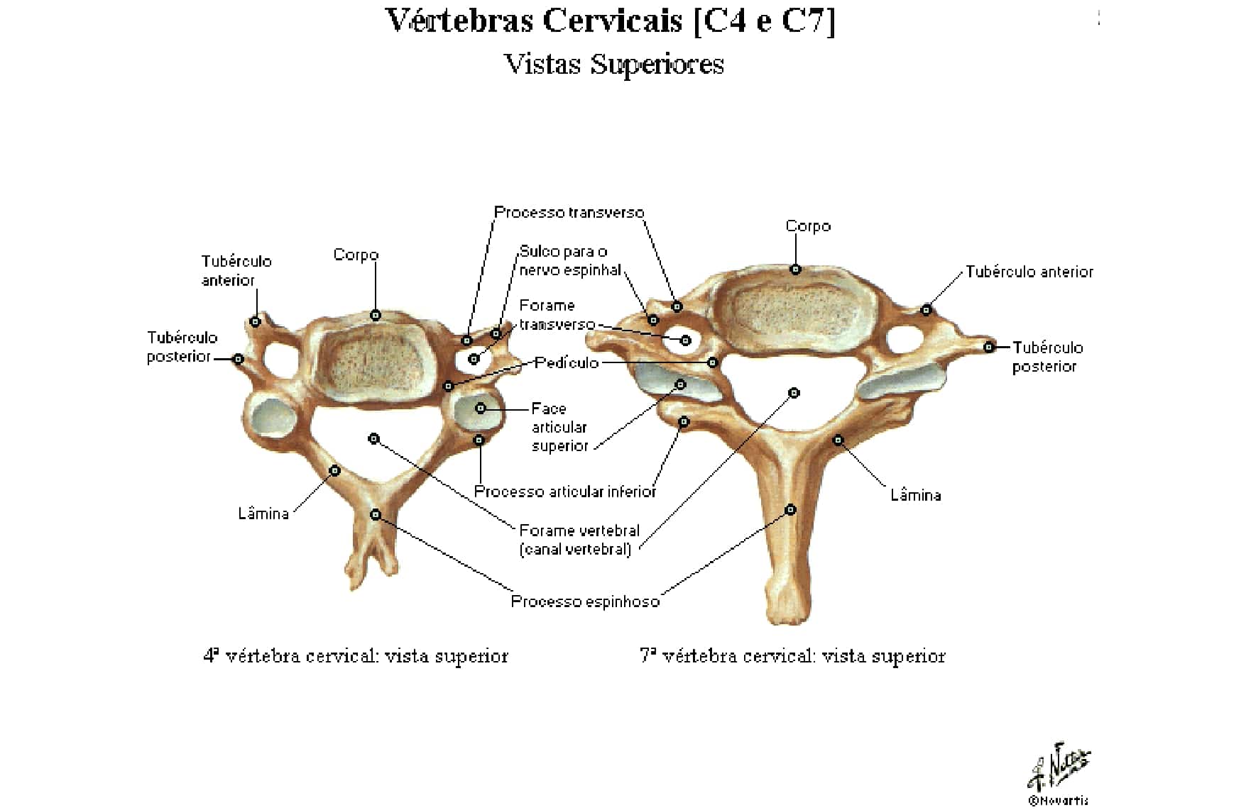 Vértebras Cervicais Anatomia Papel E Caneta