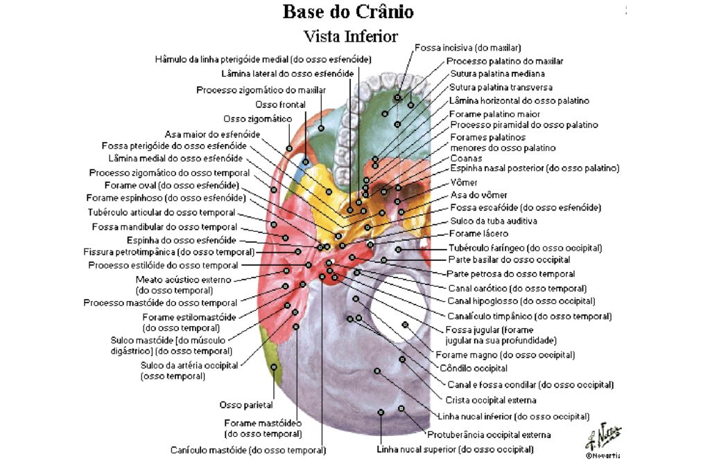 Anatomia da Base Interna do Crânio Quiz