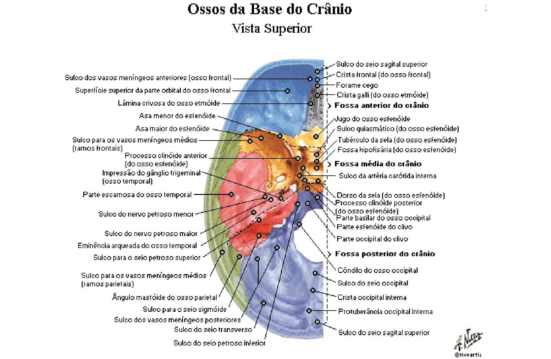 Bases / Fossas Do Crânio – Anatomia Papel E Caneta