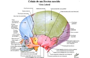 Sistema Articular – Anatomia Papel E Caneta