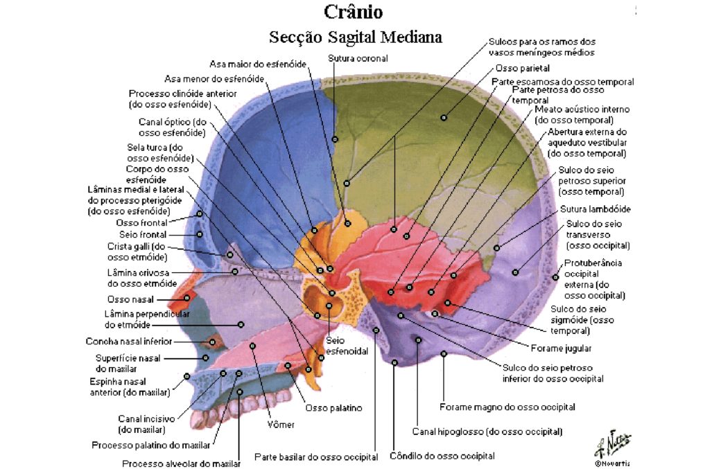 Neurocrânio Anatomia papel e caneta