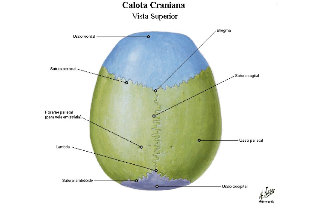 Suturas Do Crânio Anatomia Papel E Caneta 8053