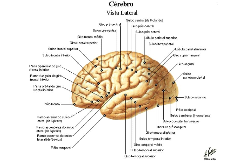 Lobos Cerebrais – Anatomia Papel E Caneta