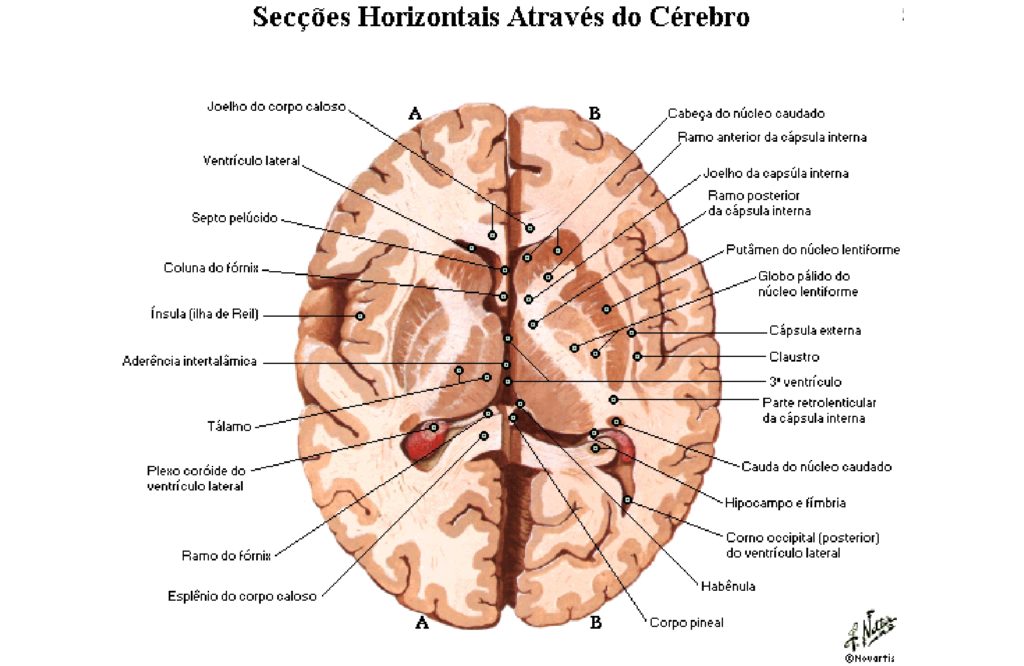 Núcleos da base Anatomia papel e caneta