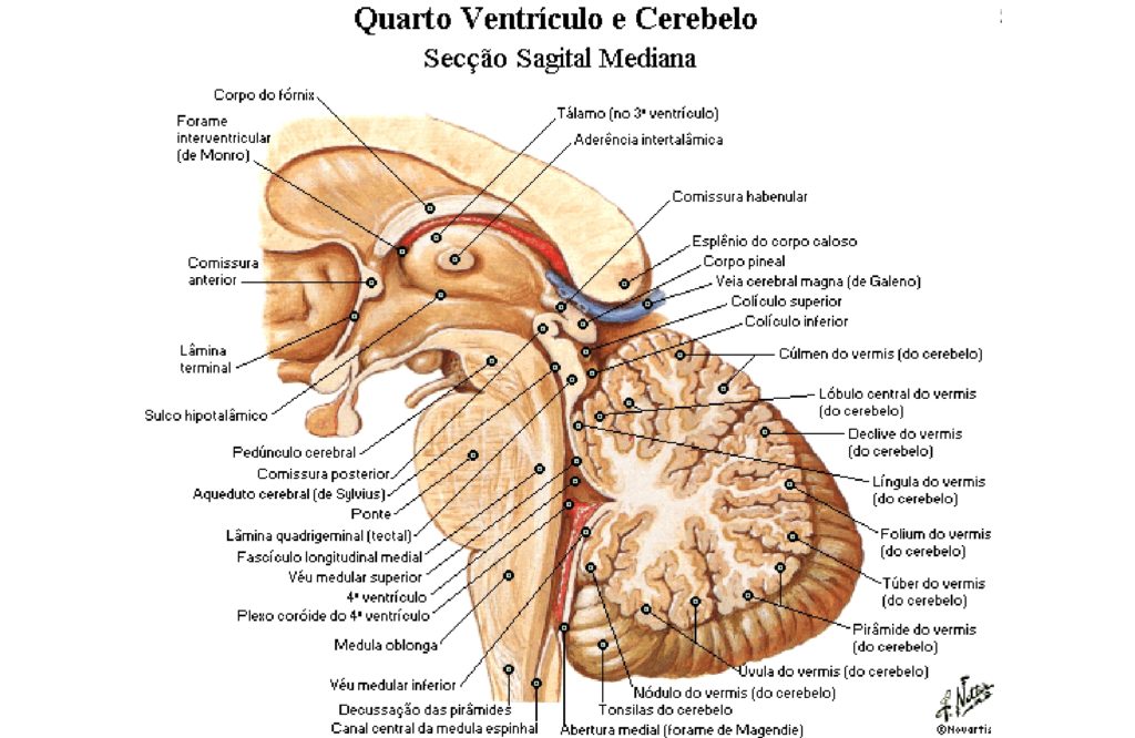 Tronco Encefálico Anatomia Papel E Caneta