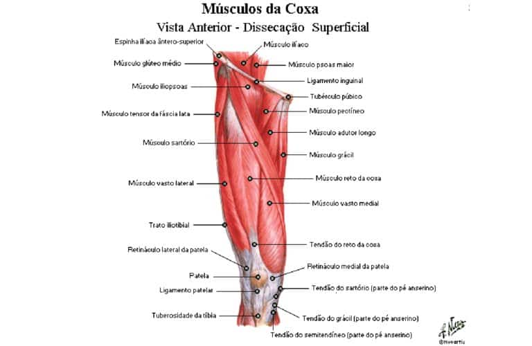 M Sculos Da Coxa Anatomia Papel E Caneta