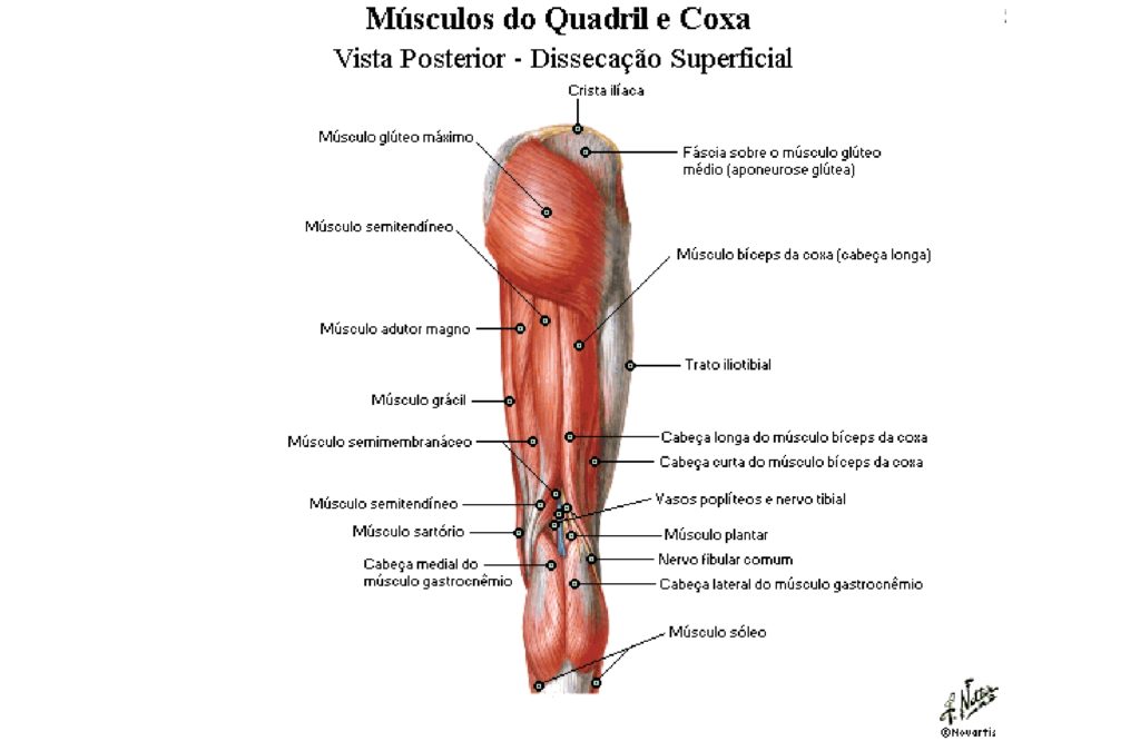 Músculos Da Coxa Anatomia Papel E Caneta 0903