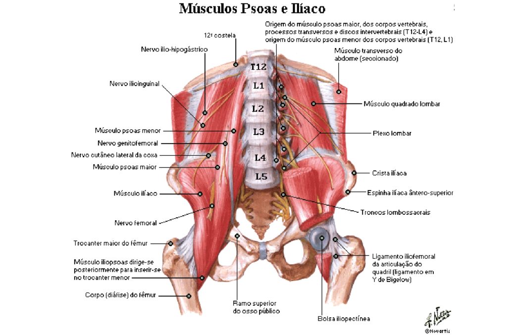 músculos da coxa anatomia papel e caneta