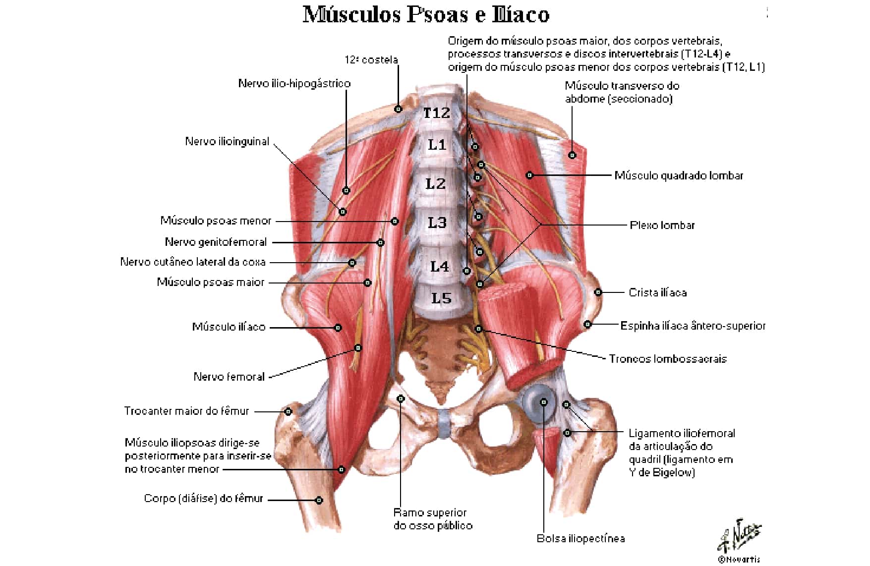 M Sculos Da Coxa Anatomia Papel E Caneta