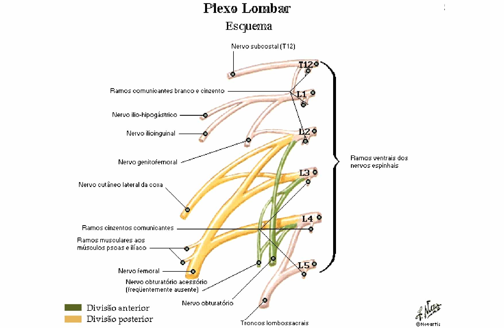 Plexo Lombar Anatomia Papel E Caneta