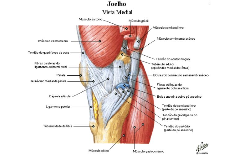 Joelho M Sculos Anatomia Papel E Caneta