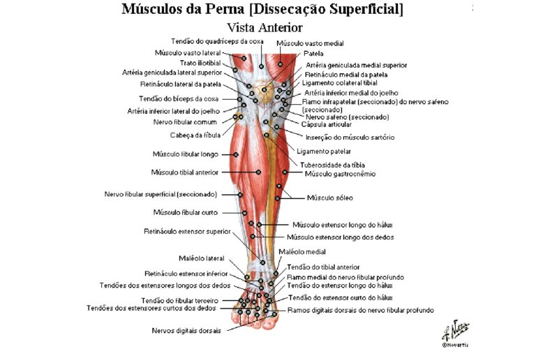 M Sculos Da Perna Anatomia Papel E Caneta