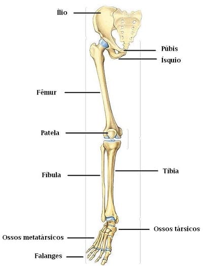 Esqueleto Axial E Apendicular Anatomia Papel E Caneta