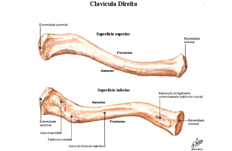 Ossos escápula e clavícula Anatomia papel e caneta