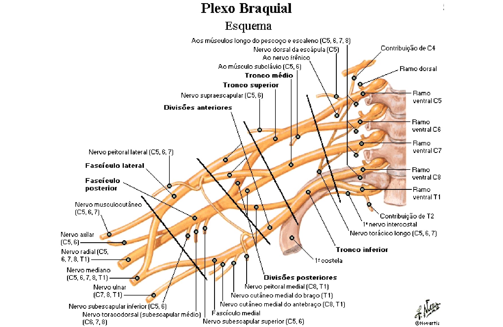 Plexo Braquial Anatomia Papel E Caneta