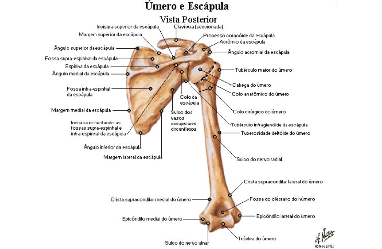 Osso Mero Anatomia Papel E Caneta