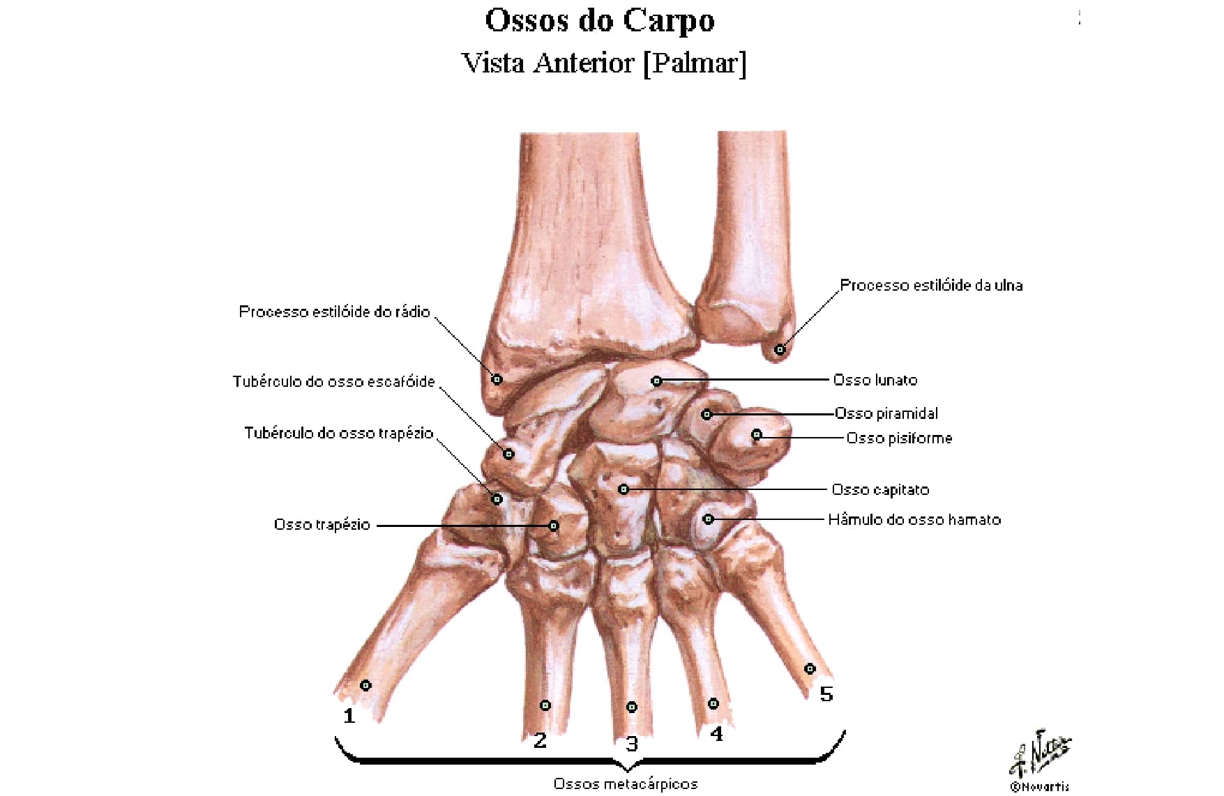 Ossos Da M O E Punho Carpos Metacarpos E Falanges Anatomia Papel E Caneta