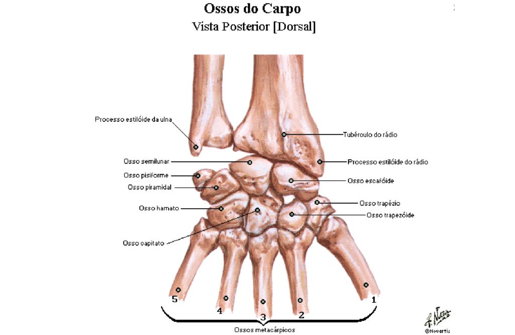 Ossos da cabeça, Anatomia papel e caneta