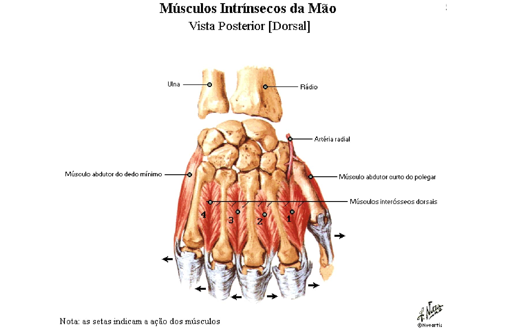 Músculos da mão Anatomia papel e caneta