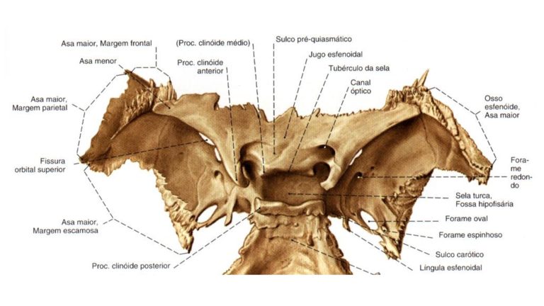 Osso Esfenóide 3 – Anatomia Papel E Caneta