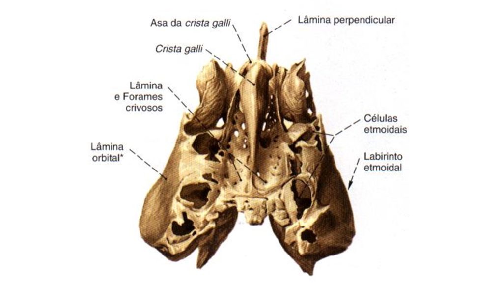 Osso Etmoide Anatomia Papel E Caneta