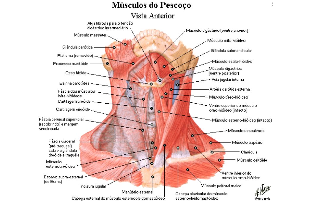 Músculos cutâneos e superficiais do pescoço Anatomia papel e caneta