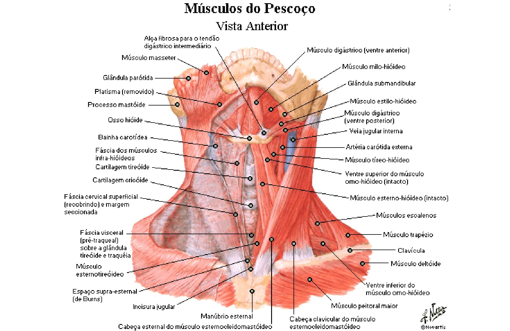 Músculos cutâneos e superficiais do pescoço Anatomia papel e caneta