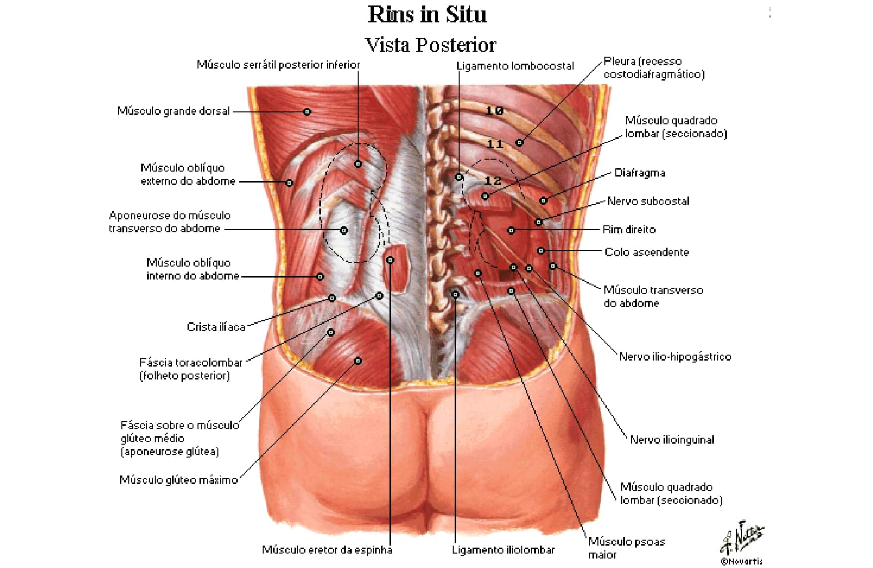 Строение человека внутренние со спины. Атлас органов человека со спины. Внутренние органы человека схема расположения со спины.