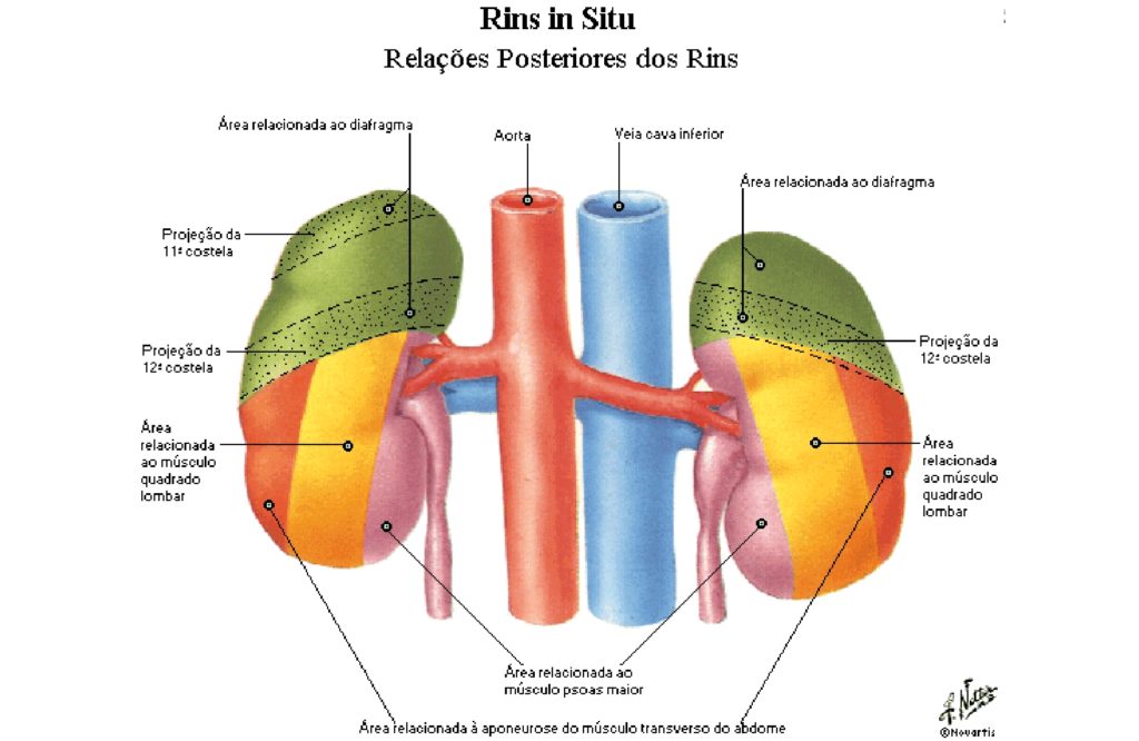 a estrutura do hilo renal