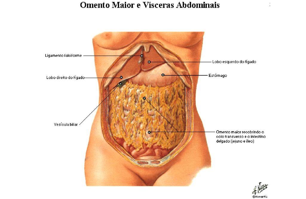 Omento Maior E Menor Anatomia Papel E Caneta