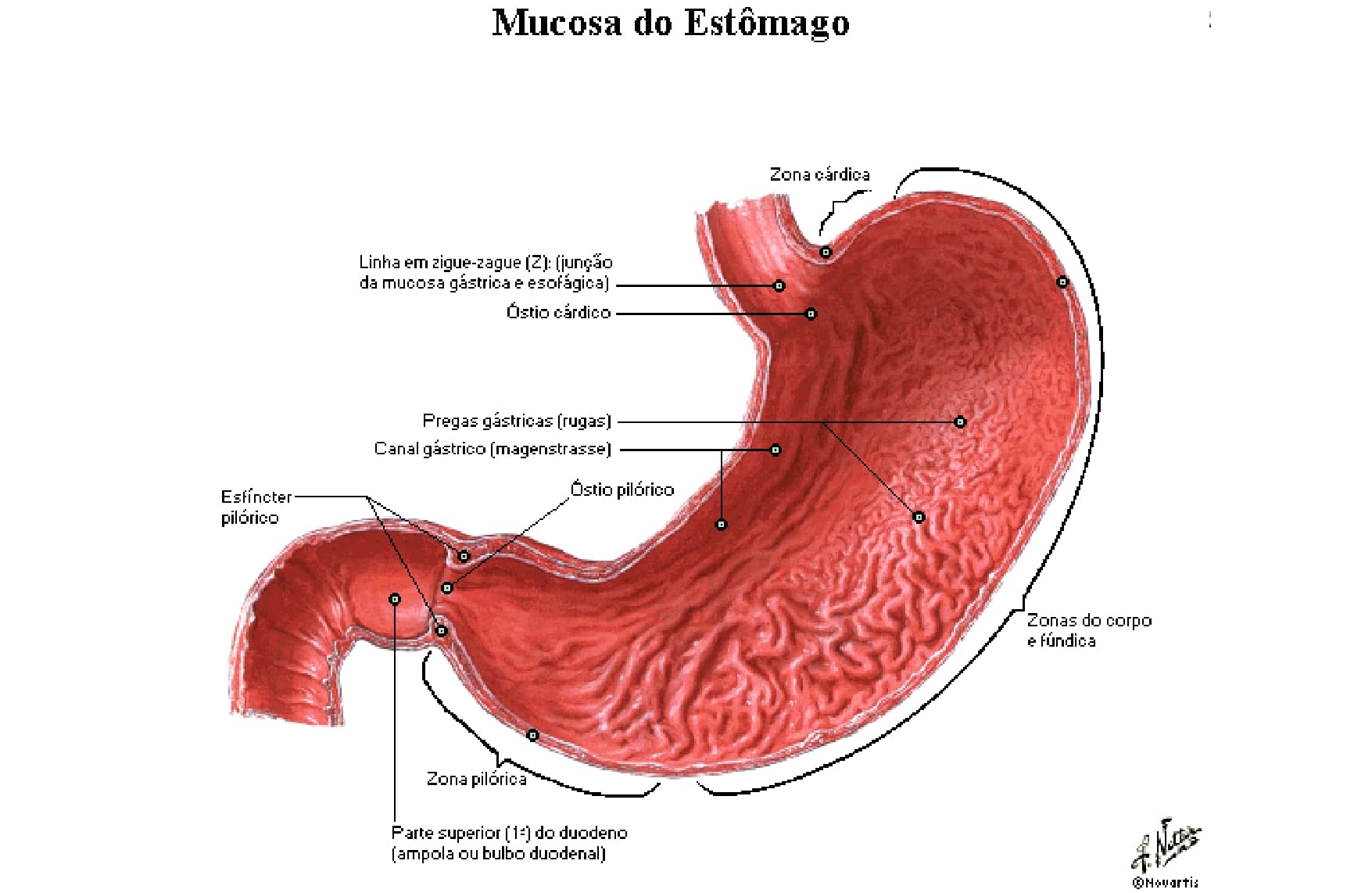 Sistema digestório Anatomia papel e caneta