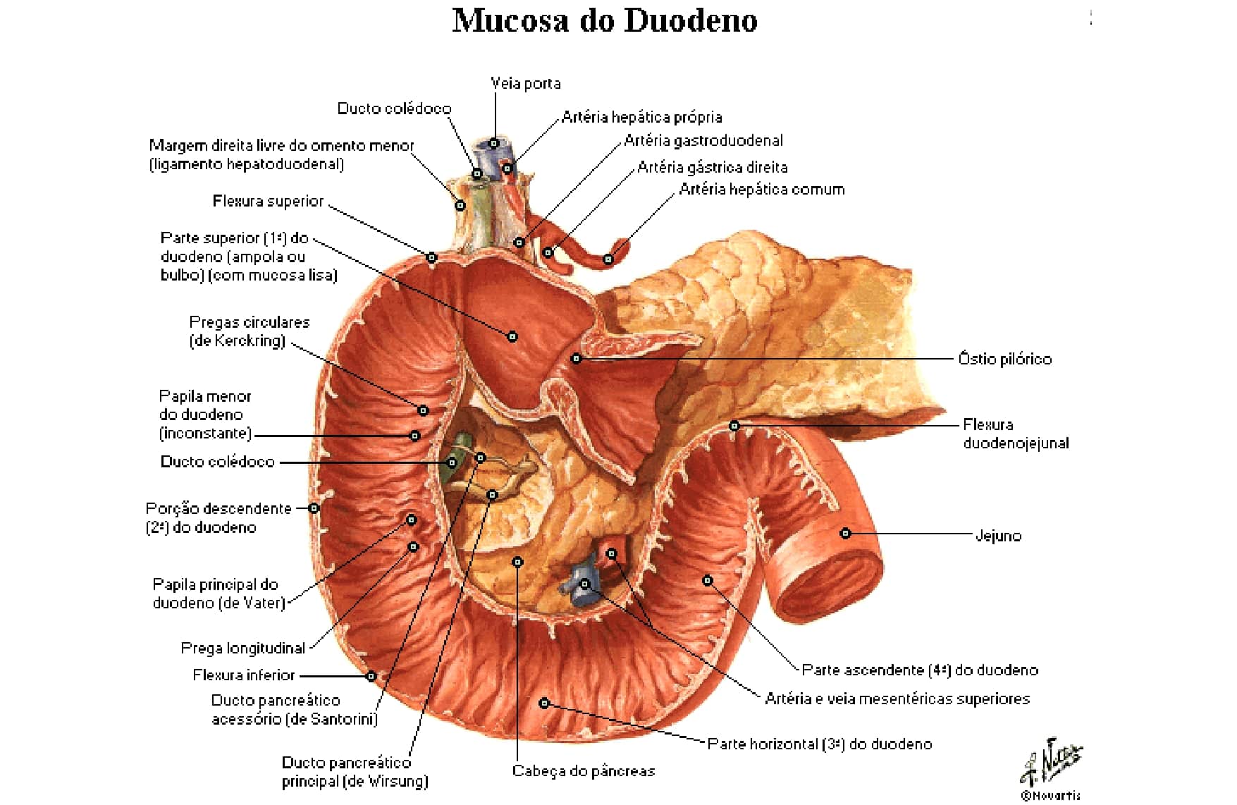 Cabeza de pancreas higado biomagnetismo