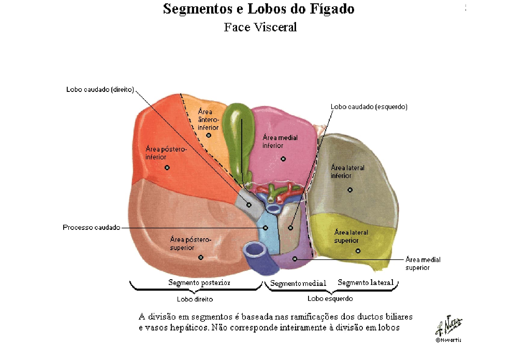 Liver segments