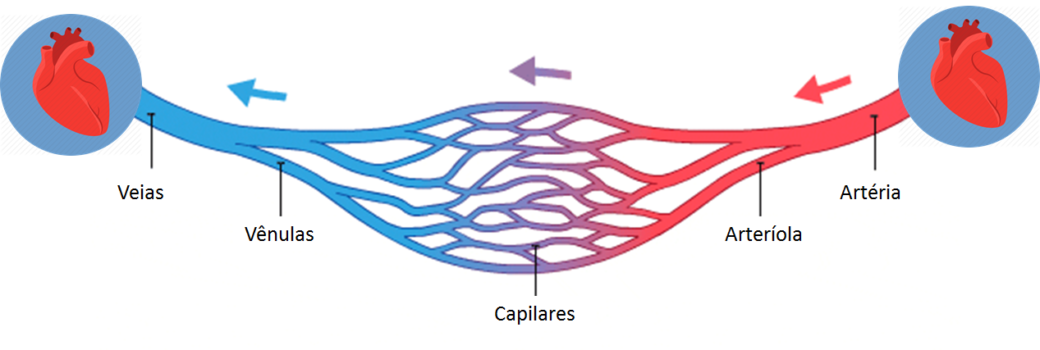 Sistema cardiovascular – Anatomia papel e caneta