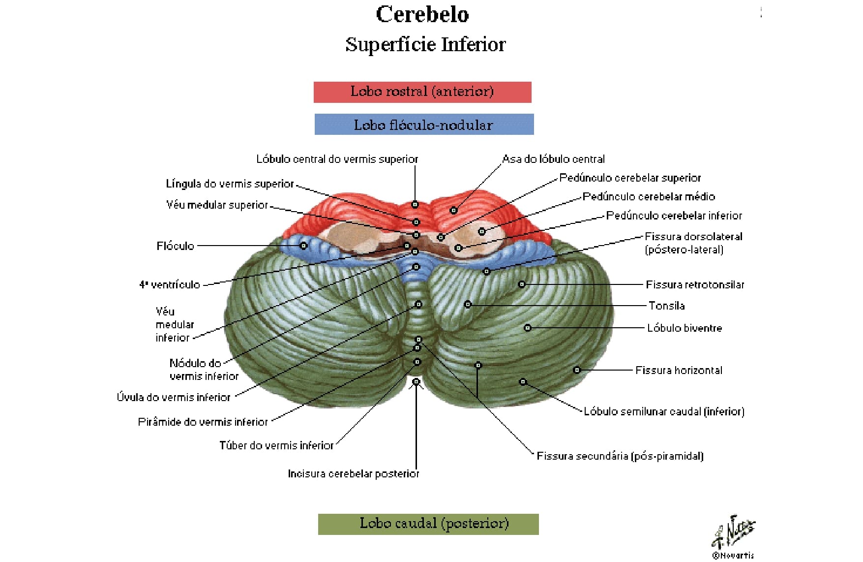 Anatomia Del Cerebelo