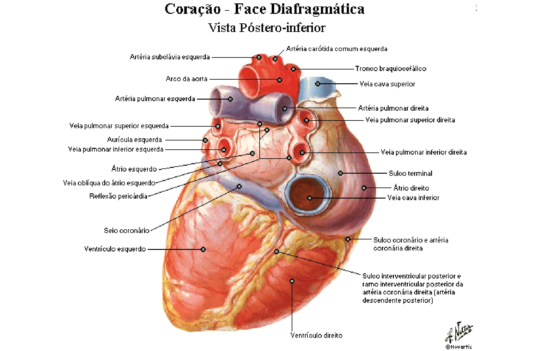 ANATOMIA INTERNA DO CORAÇÃO Quiz