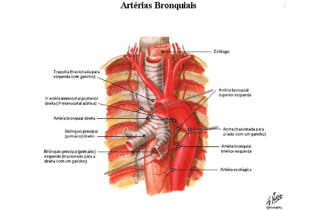 Артерия латынь. Бронхиальные артерии. Средостение Неттер. Бронхиальные артерии Неттер. Аорта анатомия Неттер.