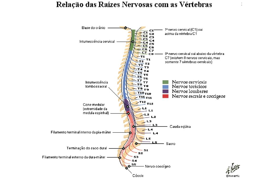 Medula Espinal Netter