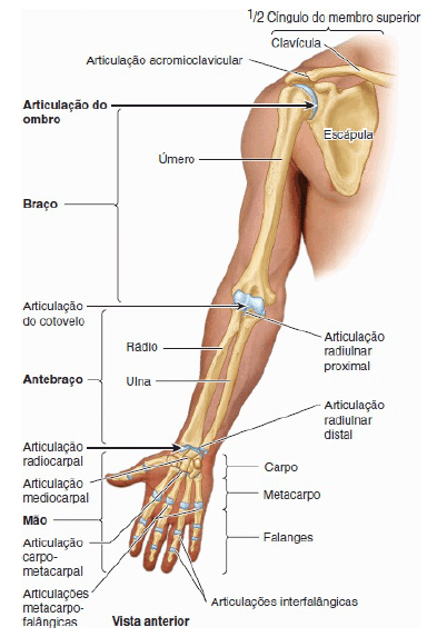 Cintura escapular e Braço - Anatomia I