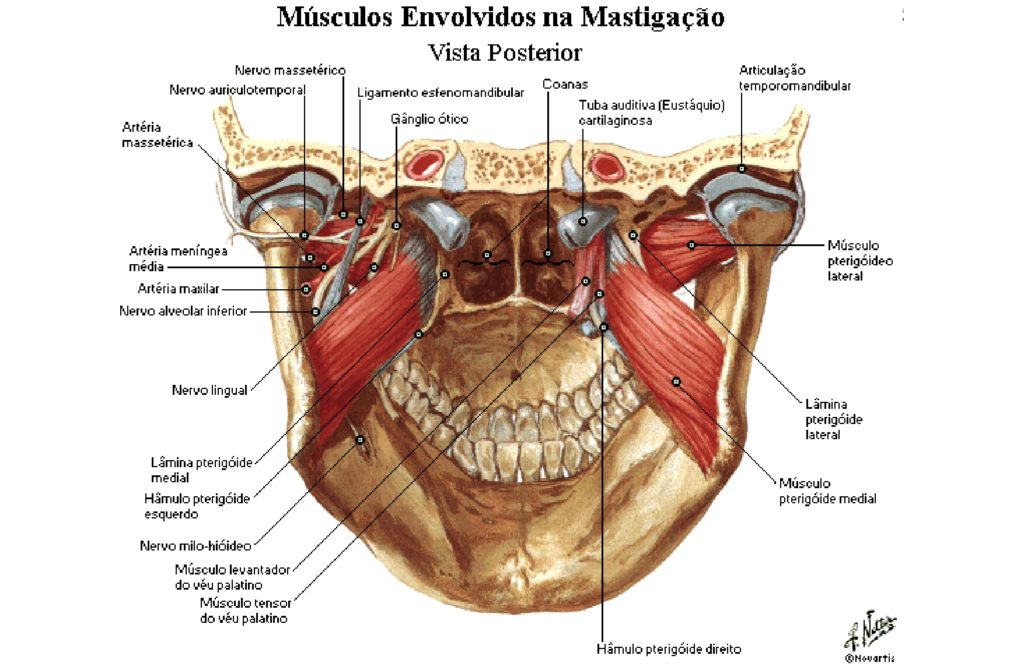 Músculo pterigóideo lateral: Origem, Inserção, Ação