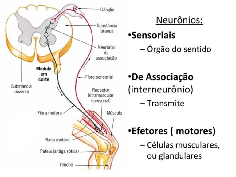 Células Do Sistema Nervoso Anatomia Papel E Caneta