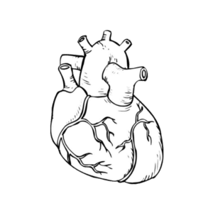 coração - sistema cardiovascular