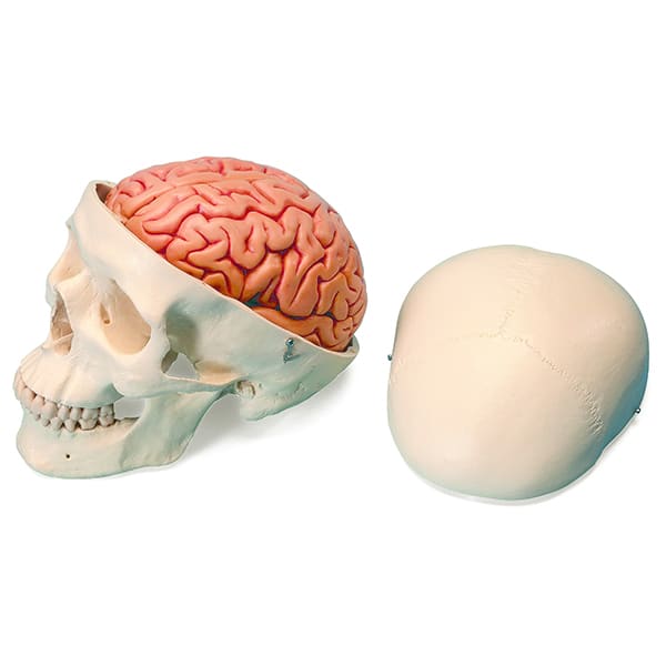 Мозги в черепной коробке. Мозг в черепной коробке. Вскрытие черепа человека.